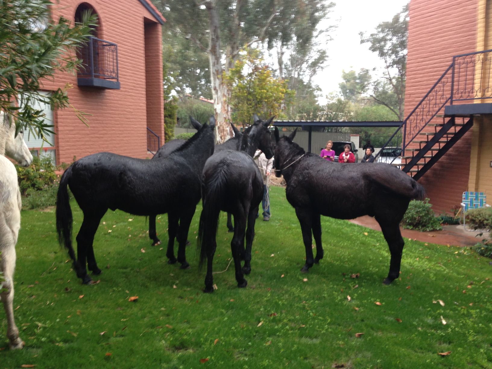 Sheriff wrangles mules on Oracle Road